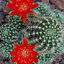 Una foto de Echinopsis arachnacantha