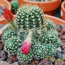 Una foto de Echinopsis arachnacantha