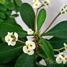 A photo of Euphorbia milii var. milii