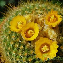 A photo of Parodia chrysacanthion
