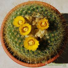 A photo of Parodia chrysacanthion