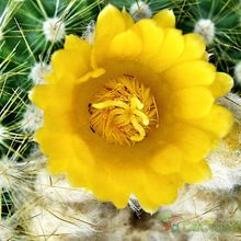 A photo of Parodia chrysacanthion