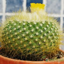 A photo of Parodia chrysacanthion