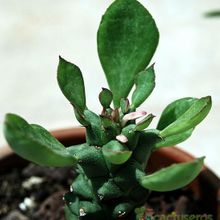Una foto de Euphorbia ritchiei