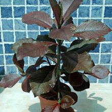 Una foto de Euphorbia umbellata