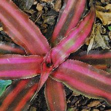 A photo of Cryptanthus bivittatus
