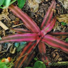 A photo of Cryptanthus bivittatus