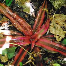 A photo of Cryptanthus bivittatus