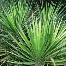 A photo of Yucca aloifolia  