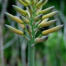 A photo of Aloe vera