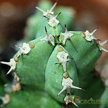 Una foto de Euphorbia makallensis