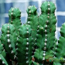 Una foto de Euphorbia makallensis