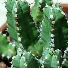 Una foto de Euphorbia makallensis