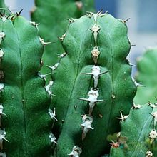 Una foto de Euphorbia makallensis