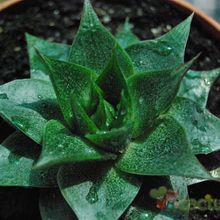 A photo of Echeveria agavoides x purpusorum (HIBRIDO)