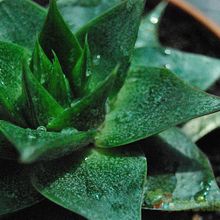 A photo of Echeveria agavoides x purpusorum (HIBRIDO)