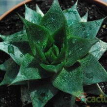 A photo of Echeveria agavoides x purpusorum (HIBRIDO)