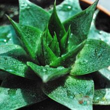A photo of Echeveria agavoides x purpusorum (HIBRIDO)