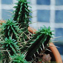 A photo of Euphorbia submamillaris