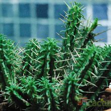 A photo of Euphorbia submamillaris
