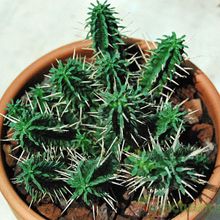 A photo of Euphorbia submamillaris