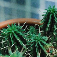 A photo of Euphorbia submamillaris