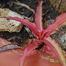 A photo of Cryptanthus bivittatus