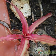 A photo of Cryptanthus bivittatus