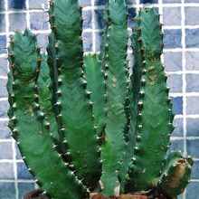 Una foto de Euphorbia resinifera