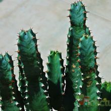 Una foto de Euphorbia resinifera