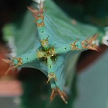 Una foto de Euphorbia resinifera