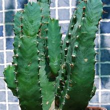 Una foto de Euphorbia resinifera