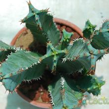 Una foto de Euphorbia resinifera