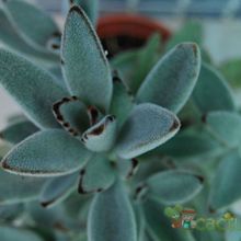 A photo of Kalanchoe tomentosa