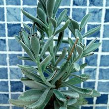 A photo of Kalanchoe tomentosa