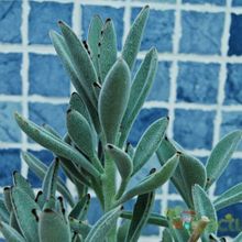 A photo of Kalanchoe tomentosa
