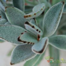 A photo of Kalanchoe tomentosa
