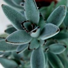 A photo of Kalanchoe tomentosa