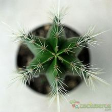 Una foto de Isolatocereus dumortieri