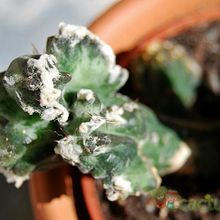 A photo of Cereus spegazzinii fma. crestada