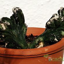 A photo of Cereus spegazzinii fma. crestada