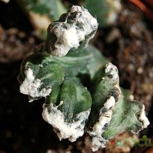 A photo of Cereus spegazzinii fma. crestada