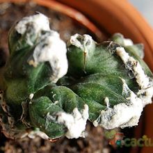 A photo of Cereus spegazzinii fma. crestada