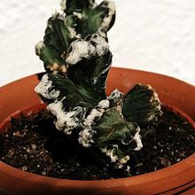 A photo of Cereus spegazzinii fma. crestada