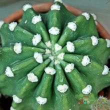 A photo of Echinopsis subdenudata