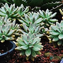 Una foto de Graptosedum cv. Francesco Baldi