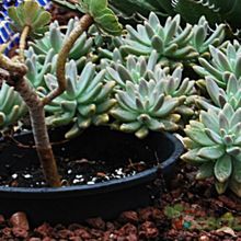 Una foto de Graptosedum cv. Francesco Baldi
