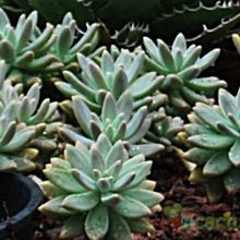 Una foto de Graptosedum cv. Francesco Baldi
