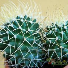 A photo of Mammillaria polythele ssp. obconella