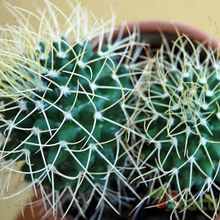 A photo of Mammillaria polythele ssp. obconella